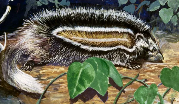 Meet the world’s deadliest rat, which can kill an elephant with one bite