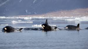 Killer whales have found new homes in the Arctic Ocean, potentially reshaping marine ecology