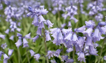 20 Flowers You Can Plant During The Winter