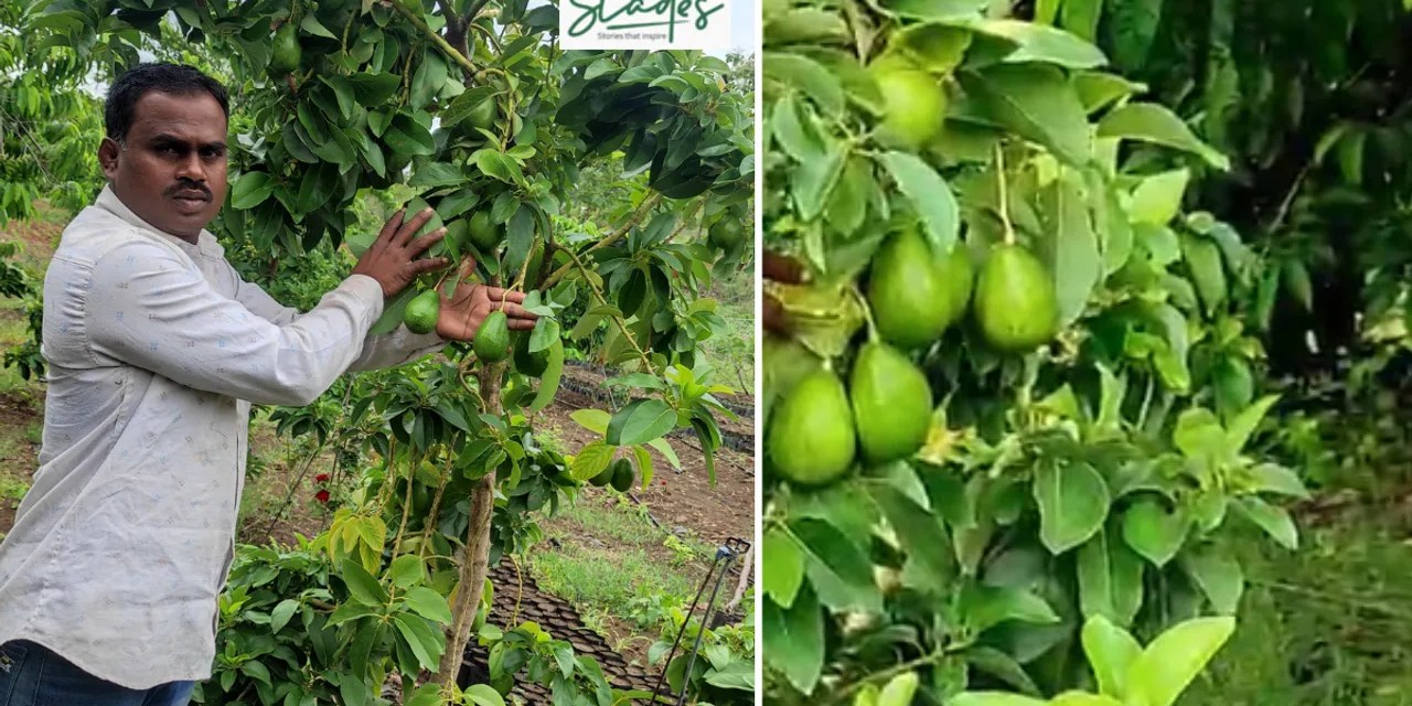 How this farmer makes a profit of Rs10 lakh per acre from avocado farming in drought-prone Beed
