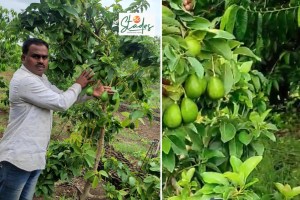 How this farmer makes a profit of Rs10 lakh per acre from avocado farming in drought-prone Beed 1 How this farmer makes a profit of Rs10 lakh per acre from avocado farming in drought-prone Beed 1