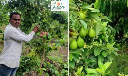 How this farmer makes a profit of Rs10 lakh per acre from avocado farming in drought-prone Beed