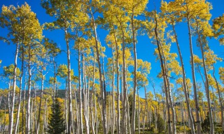 Pando: The world’s largest tree and heaviest living organism