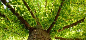 Meet The ‘Living Fossil’ That’s Older Than The Dinosaurs (Hint: It Also Survived A Nuclear Blast) 1