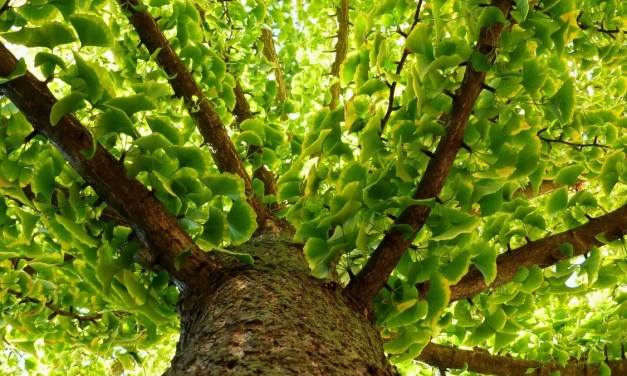 Meet The ‘Living Fossil’ That’s Older Than The Dinosaurs (Hint: It Also Survived A Nuclear Blast)