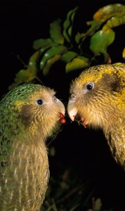 Wide range of Earth’s species are showing a decline in diversity 1