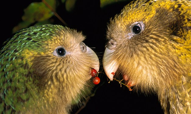 Wide range of Earth’s species are showing a decline in diversity