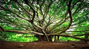 A tree that won’t stop growing: Meet the 550-year-old banyan with a haunting legacy that spans 4 football fields 1