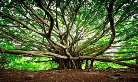 A tree that won’t stop growing: Meet the 550-year-old banyan with a haunting legacy that spans 4 football fields
