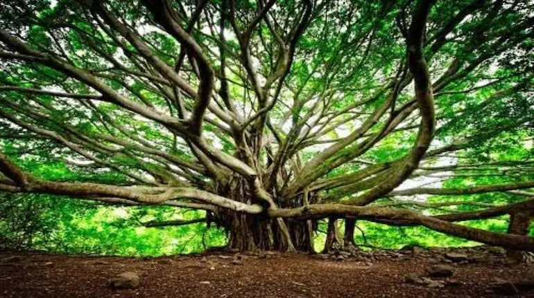 A tree that won’t stop growing: Meet the 550-year-old banyan with a haunting legacy that spans 4 football fields