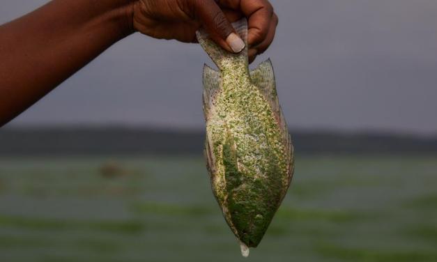 Interview: How putting a price on nature could help protect the environment