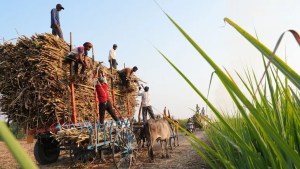 'Farm Of The Future': How AI Is Helping Sugarcane Farmers In Maharashtra 1