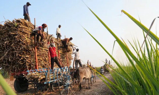 ‘Farm Of The Future’: How AI Is Helping Sugarcane Farmers In Maharashtra