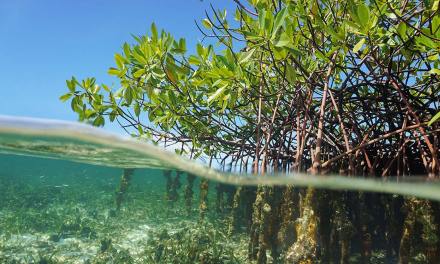 Blue Carbon Ecosystems