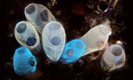 Some creatures eat and transform microplastics into a much bigger threat