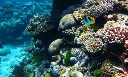Solving climate mysteries with corals