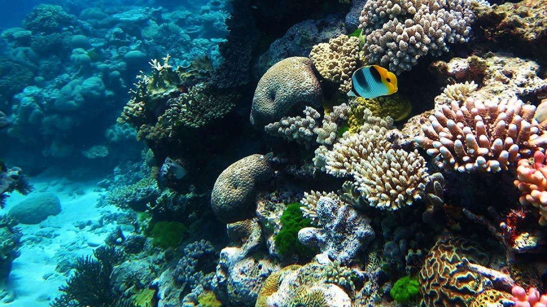Solving climate mysteries with corals