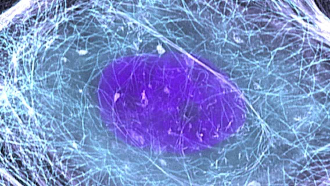 Experts found “countdown to death” inside human cells: It’s this extremely small sphere