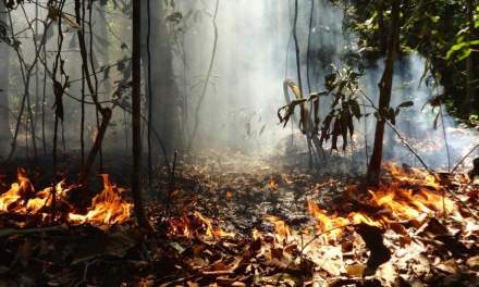 Impact of Tropical Forest Loss on Biodiversity