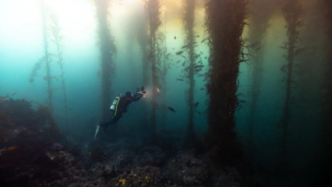 Second Amazon discovered on Earth: It is underwater and covers 6 countries