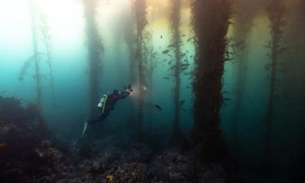 Second Amazon discovered on Earth: It is underwater and covers 6 countries