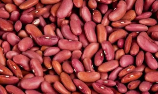 7 nutrient-packed beans everyone should add to their diet in 2025