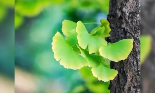 Ginkgo Biloba: The ‘Living Fossil’, Older Than Dinosaurs That Survived Hiroshima Attack