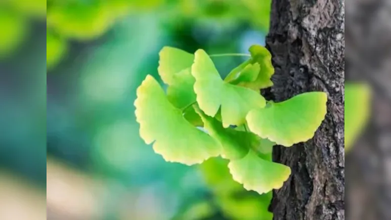 Ginkgo Biloba: The ‘Living Fossil’, Older Than Dinosaurs That Survived Hiroshima Attack