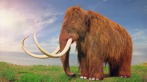 Millions of years-old extinct giant woolly mammoths may make a comeback; scientists could revive them by 2028