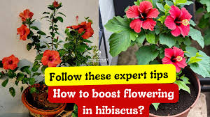 How to Get Maximum Flowering in Hibiscus