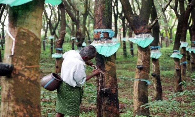 India’s iSNR: Setting Global Standards in Sustainable Rubber