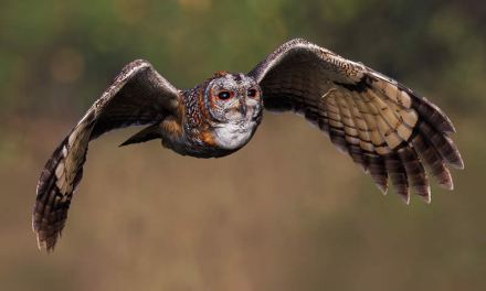 Indian Photographer Hari K Patibanda Captures the Beauty of Birds in Their Natural Habitat