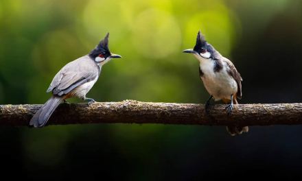 Nature Photographer Tushar Tandel Captures the Beauty of Birds in Their Natural Habitat
