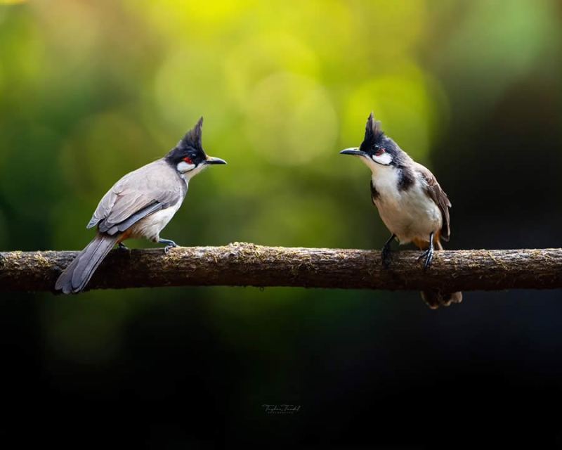 Nature Photographer Tushar Tandel Captures the Beauty of Birds in Their Natural Habitat