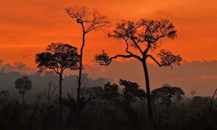 From a Trump presidency to ‘game-changing’ lawsuits: Seven big climate and nature moments coming in 2025