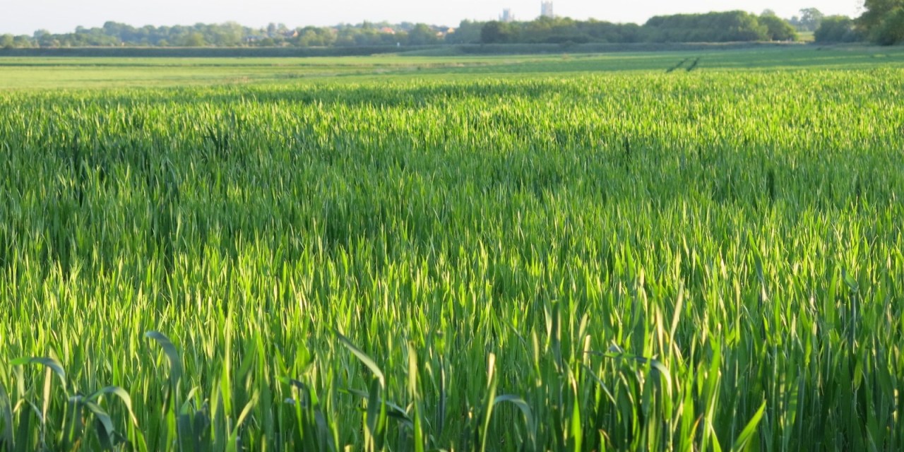 Bacterial cocktail for farm soil to clean up pollutants and pesticides and enhance crop yield