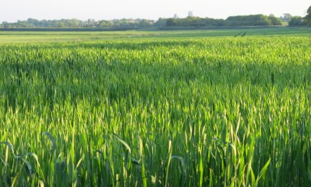 Bacterial cocktail for farm soil to clean up pollutants and pesticides and enhance crop yield