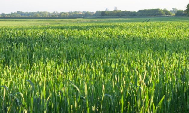 Bacterial cocktail for farm soil to clean up pollutants and pesticides and enhance crop yield