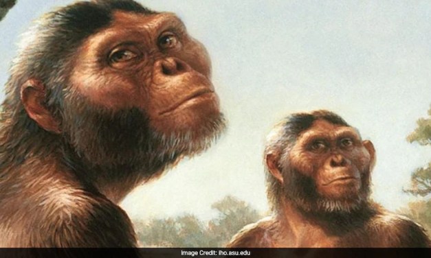 Was Meat On The Menu For Early Human Ancestors? Study Says…
