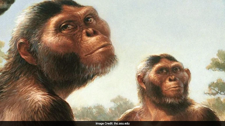 Was Meat On The Menu For Early Human Ancestors? Study Says…