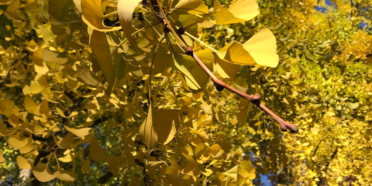 The story of Ginkgo Biloba should be a great lesson of why not to fall in despair during this challenging time