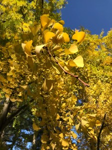 The story of Ginkgo Biloba should be a great lesson of why not to fall in despair during this challenging time 1