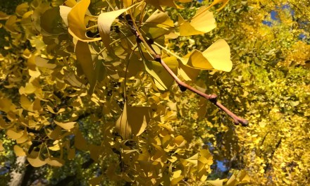 The story of Ginkgo Biloba should be a great lesson of why not to fall in despair during this challenging time