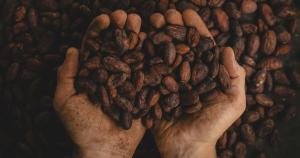 Chocolate is going to get more expensive as Brazil’s cocoa crops struggle in arid weather 1