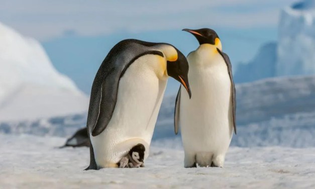 World’s sea-ice falls to record low