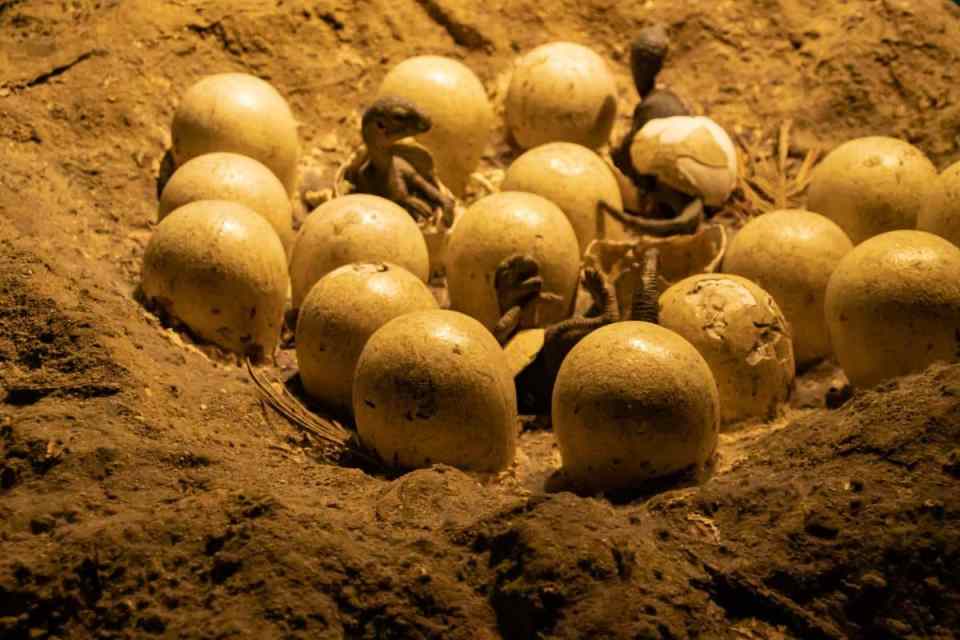 70-Million-Year-Old Dinosaur Embryo Discovered In Fossilized Egg