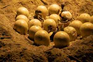 70-Million-Year-Old Dinosaur Embryo Discovered In Fossilized Egg 1