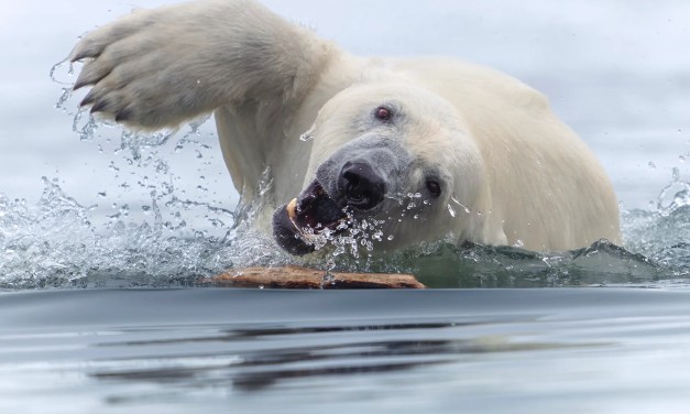 14 outstanding images from the 2025 World Nature Photographer Awards