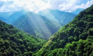 2020 was Earth’s greenest year in two decades - here's why 1 2020 was Earth’s greenest year in two decades - here's why 1