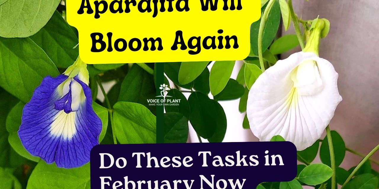 How To Make Aparajita Bushy & Flowering – Simple Care Tips